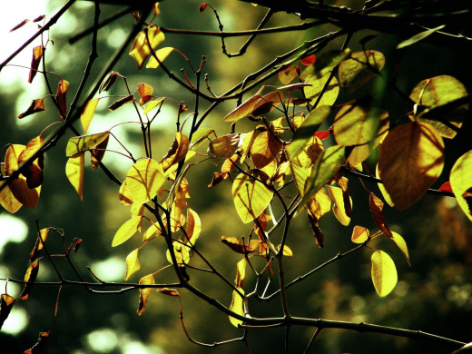 45821 (a): :1600x1200